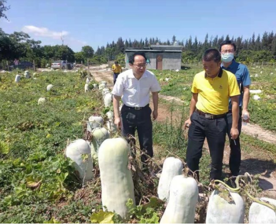 省供銷社黨委書記、理事會主任雷雨幫助農(nóng)戶銷售冬瓜